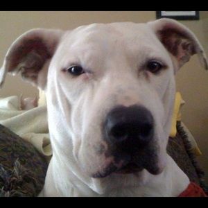 Meet your Posher, Dee